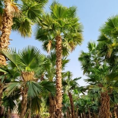 LAlajrb43881's profile picture. متخصصون في مجال بيع وزراعة النخل الواشنطني زينه أمريكي بجميع انواعه ومقاسته ونقوم بتوصيل وزراعة ال جميع مناطق المملكة بسعر مناسب لتواصل 0537823244