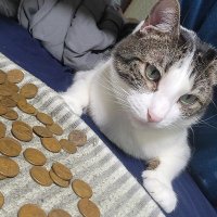 Shadowtaryx 🐈 (@taryxshadow) 's Twitter Profile Photo