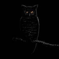 Black Owl(@BlackOwl_47) 's Twitter Profile Photo