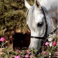 ﮼الجود (@aa___13a) 's Twitter Profile
