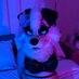 Princess and Her Studs~ (@unleashedpuppy) Twitter profile photo Princess and Her Studs~ (@unleashedpuppy) Twitter profile photo