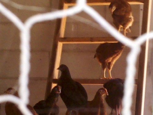 RandyButternub's profile picture. sometimes when im tweeting my heart out, i just feel like anne frank.