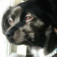 Reno Vulin (@rvulin79138) 's Twitter Profile