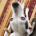 Frillycat (@frilly_cat) Twitter profile photo Frillycat (@frilly_cat) Twitter profile photo