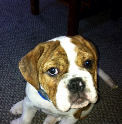 MurphMan117's profile picture. 