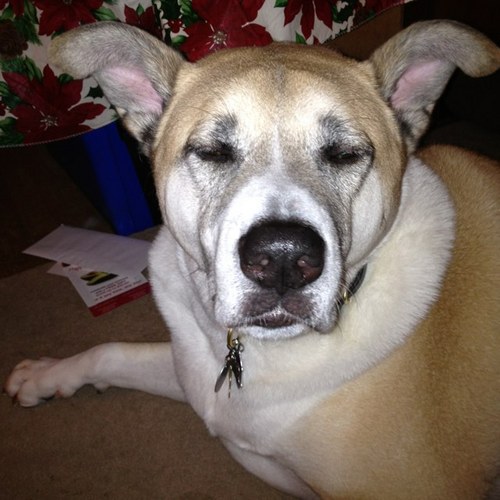 Argusmom929's profile picture. dog lover...crazy cat lady