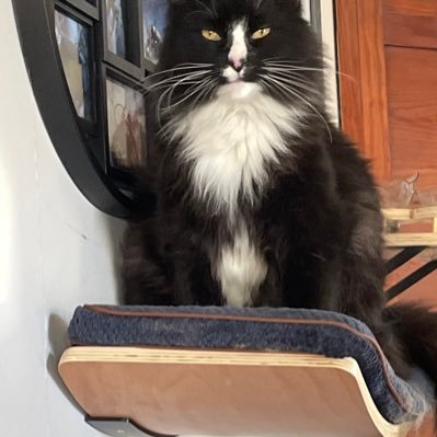 Abby1235768's profile picture. i love the Ohio State buckeyes