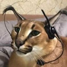 SoyFloppa23's profile picture. Hola :)
 Soy un Fan Hazbin Hotel