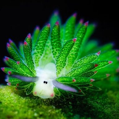 avrilbowie's profile picture. Glass artist, teacher aide, lifelong learner, maker of learning aids, enquirer of our brains and the way we learn.  Hangs in places about memory & learning.