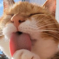 まつりちゃん (@matsuricatfes) 's Twitter Profile Photo