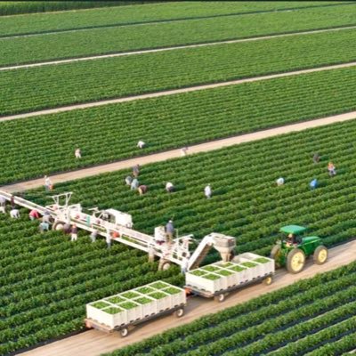 Bins para cosecha y exportación de frutas y hortalizas