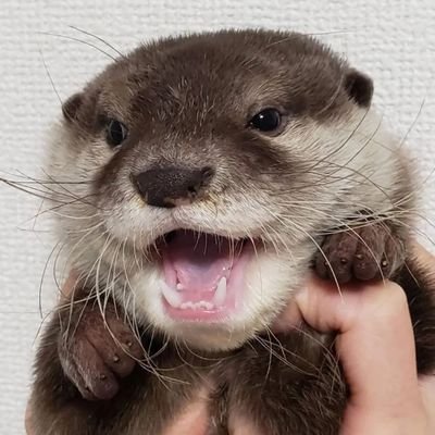 👉 welcome to @ottersarelovee
🦦 we share daily #otter contents
👍Follow us if you really love otters