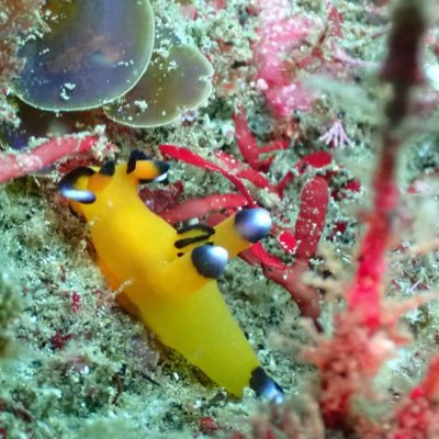 Nudibranch318 Profile Picture