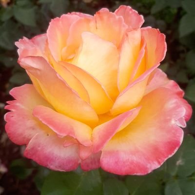 angnog's profile picture. A verdade está sendo revelada. O mal está sendo exposto e eliminado da terra prometida pelas mãos de Deus. Observe Deus trabalhar! 🇧🇷