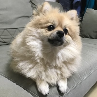 ai76460083's profile picture. 千葉雄大くん大好き。俳優さんにハマるのは初めて。ちば沼が深くて深くてこんなに抜け出せないとは…。Twitter慣れてません。失礼があったらごめんなさい。フォローご自由にどうぞ。無言フォロー失礼します。