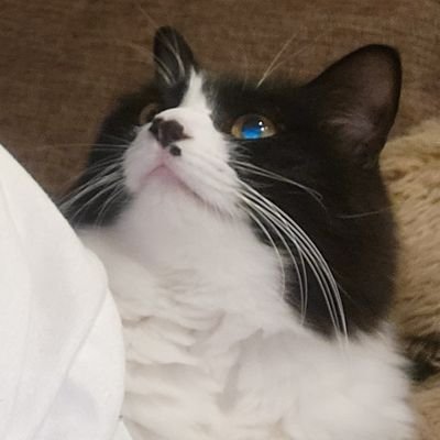 みけねこさんのプロフィール画像