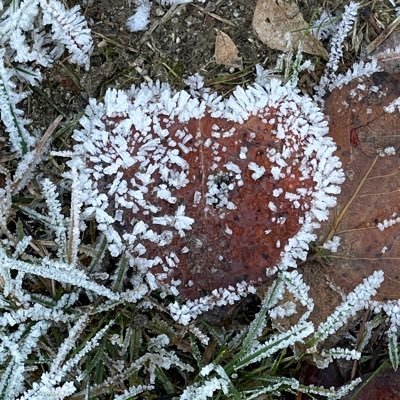 SarahLee63007's profile picture. ♑️🇺🇸👩🏼‍🍳👩🏼‍🎨📸