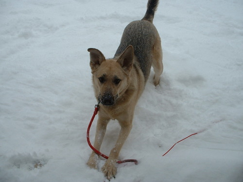 williamaeverett's profile picture. musicologist, author, coeditor of The Cambridge Companion to the Musical, professor at UMKC Conservatory