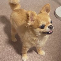 もも@ちわわのまー&かか (@macaron_0727dog) 's Twitter Profile