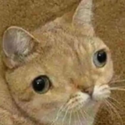 lvlprrcmw's profile picture. 