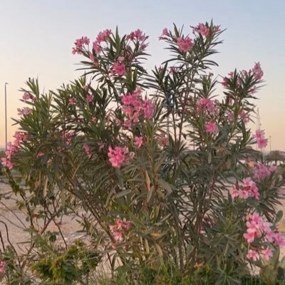 0Dana_9's profile picture. 