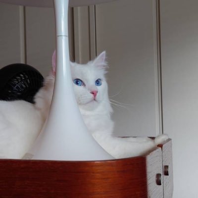 niigatahome's profile picture. 