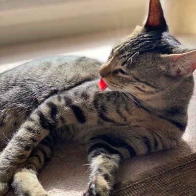 imoutoyan000's profile picture. 