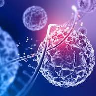 The International Meet on Stem cells and Regenerative Medicine will be held in Dubai, UAE during September 19-21, 2024.