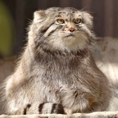 ninjaworkss2000's profile picture. スクール→it系のディレクターアシスタントして鬱して挫折した男 ！ 鳶職→ショップ管理職(某スクール)→SES(すぐやめる)→web系制作会社ディレクター→ショップ管理職へ戻る。趣味は格闘技観戦、サイクリング、アニメ、ラーメン食う #専門職スペシャリストにはなれないと気づく #it系も合わないと気づく