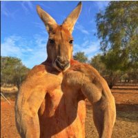 Ripped Roo(@Snoopwhoop888) 's Twitter Profile Photo
