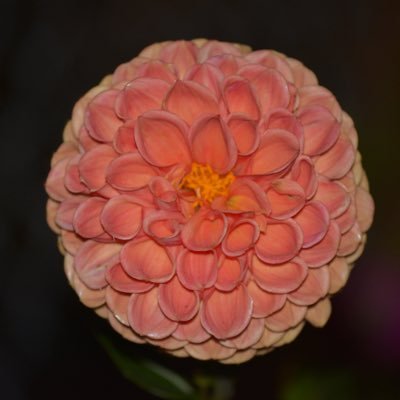 ChilenoenCanada's profile picture. 