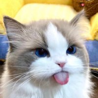 KimChi (@jipjoice55) 's Twitter Profile Photo KimChi (@jipjoice55) 's Twitter Profile Photo