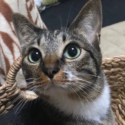 SJoe1050805's profile picture. 