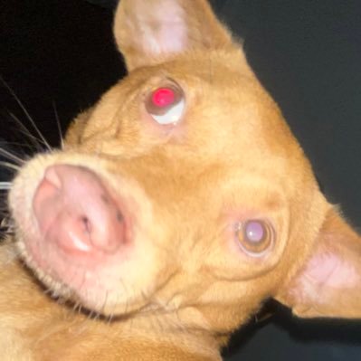 sidediorama's profile picture. 