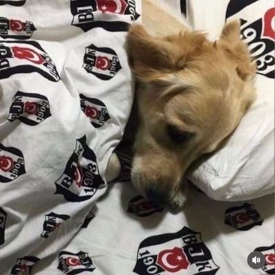rakiwtd's profile picture. 🐾vetfuck🐾