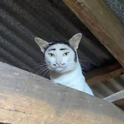 firefly-account-banner