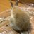 tusagin652's profile image