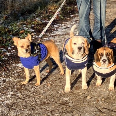 Eddie and Romanian Rescues Winnie & Johnny living a good life in Yorkshire. Beautiful sister, Ella, now OTRB 🌈. #ZSHQ #Kiblet @EvermoreDog volunteer