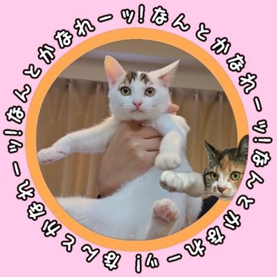 猫の半力さんと事務員ぽーサんさんのプロフィール画像