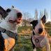 Stevie & the rescue bullies (@stevenmaskill1) Twitter profile photo Stevie & the rescue bullies (@stevenmaskill1) Twitter profile photo