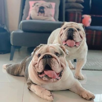 LoversBulldog50's profile picture. 👉Welcome to @bulldog_lovers_club50 
🦮We share daily #bulldog contents
🐾 Follow us if you really love bulldog