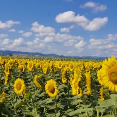 ada_parsel's profile picture. here and there