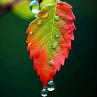 biswabharti's profile picture. মই এজন খাতি অসমীয়া আৰু অসমীয়া হিচাবে গৌৰব অনুভব কৰো l