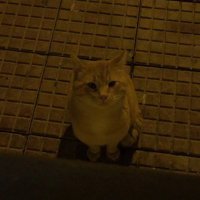 Salih Ç. (@slihcaglar) Twitter profile photo