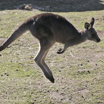 Fugitive #kangaroo on the loose in #Toronto. Can't catch me #ontherun