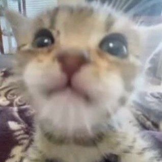 25xenix's profile picture. 17 - GM PEAK 4.4k DPS 19X t500