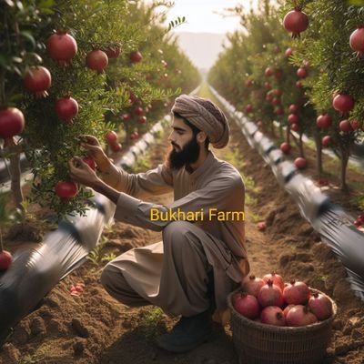 Organic & inorganic farming expert 🌾 | Vlogger & CEO @Bukharifarm 🚜 | Agriculture consultant 🌱 | Soil expert 💚 | Motivational speaker & social activist 🌍