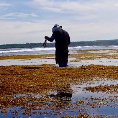 Assistant Professor (@marinephycolab). Collections Manager, MSI Herbarium. Curator, @up_msi Marine Macroalgal Reference Culture Collection. Opinions my own.