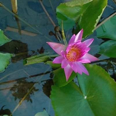 Habibur2442's profile picture. https://t.co/LQLzVtaoZR