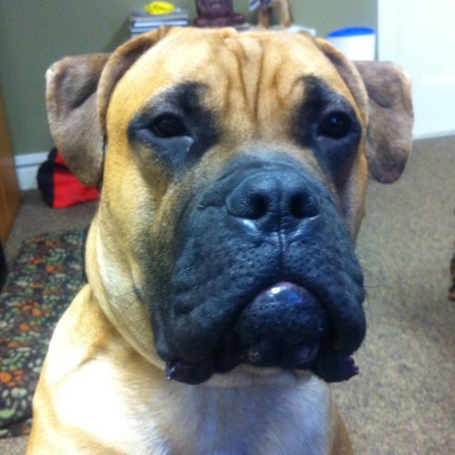 Petpalooza's profile picture. A uniquely entertaining, informative, funky FREE MAGAZINE focused on pets of all types & their eclectic and endearing owners.